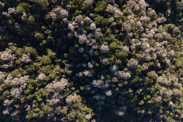 istock Aerial top down view of asian rainforest. 2168708864