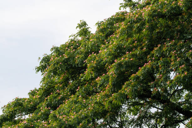 Rain tree with green leaves and pink flowers in bloom.