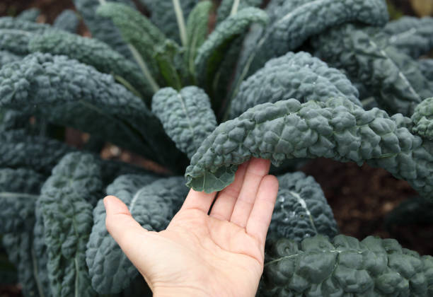 Lacinato kale plant growing on defocused plant.