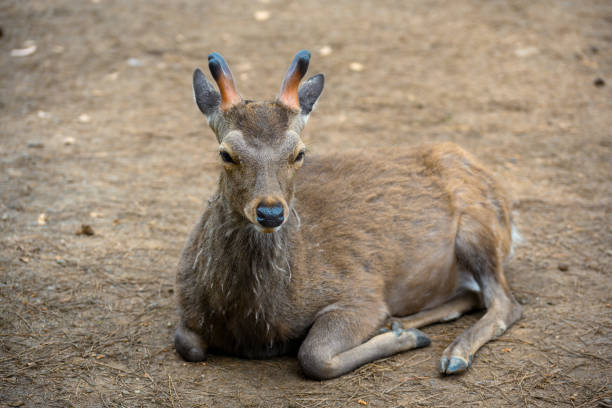 istock Nara Deer Resting on the Ground 2168715573