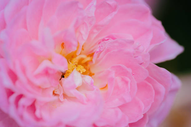 Pink colored rose flowers in bloom, May 2024