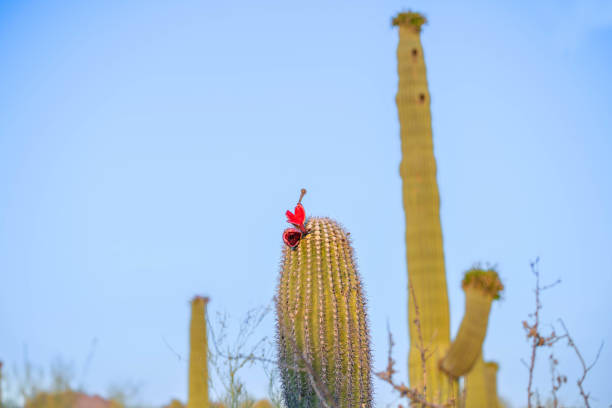 A tall saguaro cactus in bloom stands majestically under a dramatic morning sunrise sky. Its towering presence is accentuated by the contrasting yellow clouds, creating a serene desert landscape scene.