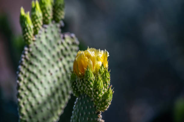 A greeny, spiny plants blooming along the trail of the park
