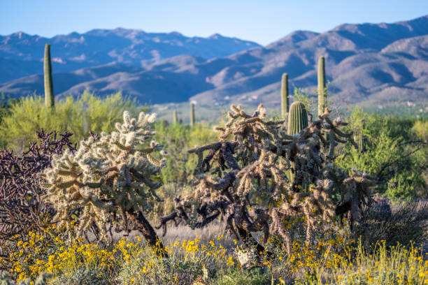 Cactus. Cane Chola Cylindropuntia spinosior on a background of blue sky. Arizona, USA