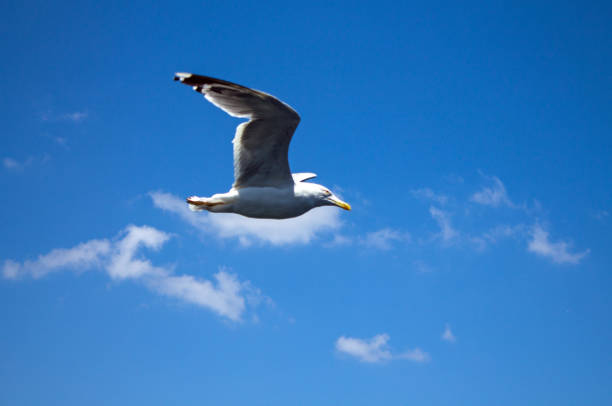 Wild white seagull close-up flying over the sea on a sunny lazy day and copy space. Concept - vacation at a seaside resort