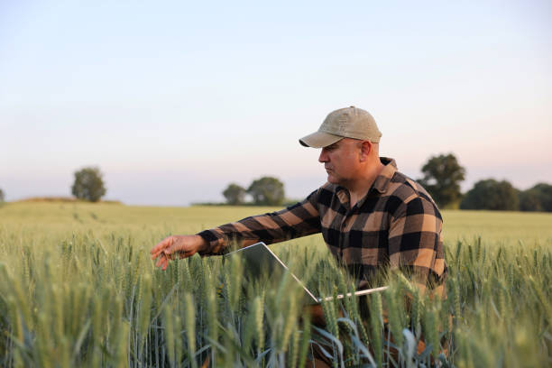 istock Farmer working with laptop on wheat field. 2168720451
