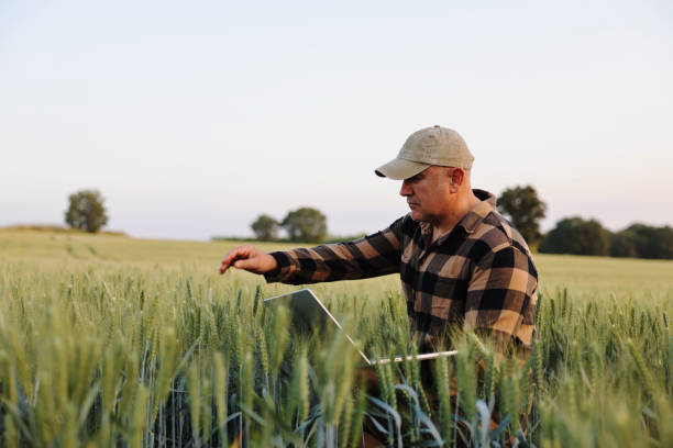 istock Farmer working with laptop on wheat field. 2168720464