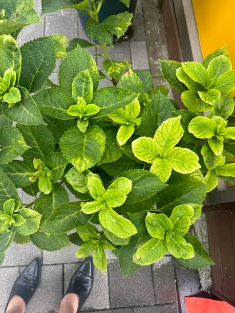 Какая высота у гортензии Мохито?