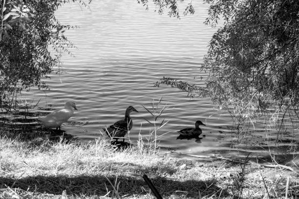 three ducks by the lake. black and white.