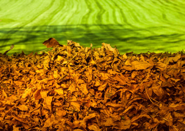 pile of autumn leaves