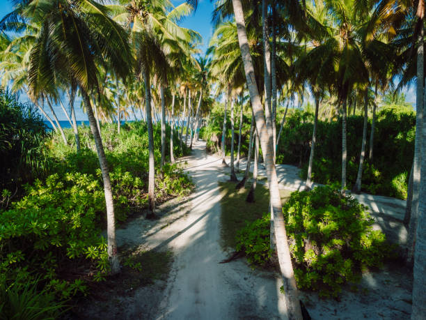 Drone view among coconut palm trees with pathway at holiday tropical island.