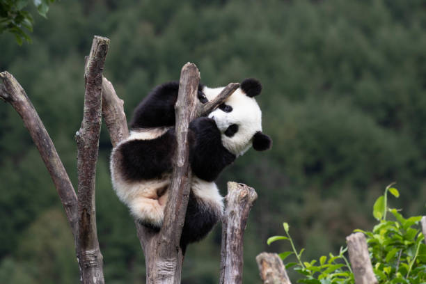 istock Close-Up Little Panda on the Tree, Wolong Panda Base, China 2168724952