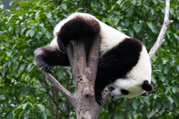 istock Close-Up Little Panda on the Tree, Wolong Panda Base, China 2168724958