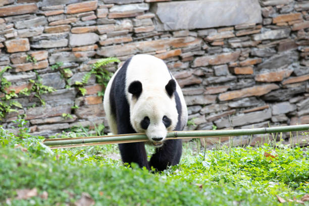 Happy Panda, Tai Shan on the green yard, Wolong Panda Base