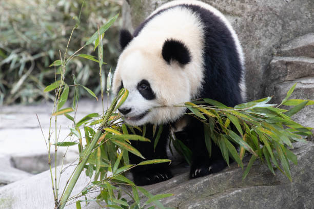 istock Happy Playful panda, Yu Ai , Chongqing, China 2168724963