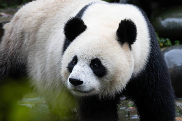 istock Happy Panda in China 2168725027