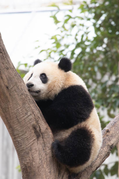 istock Close-Up Giant Panda on the Tree, Chengdu Panda Base, China 2168725049