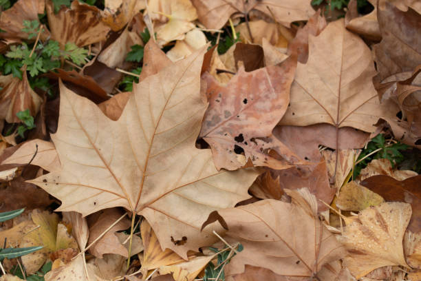 istock Autumn Concept, Dried Yellow Maple Leaves 2168725067