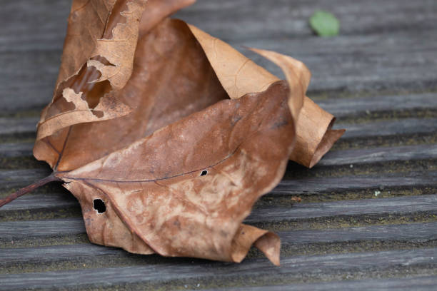 beauty of nature,  Dried Yellow Maple Leaf  on the ground
