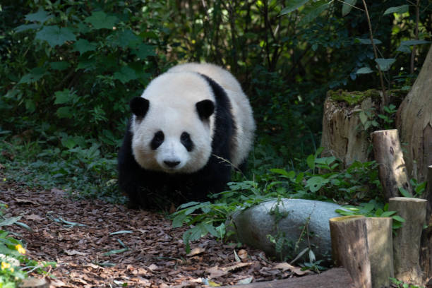istock Close up Fluffy Panda, He Hua , Chengdu . China 2168725113