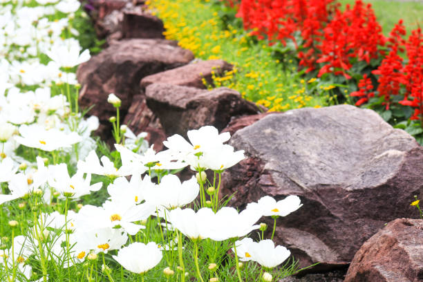 Daisy flowers in natural environment