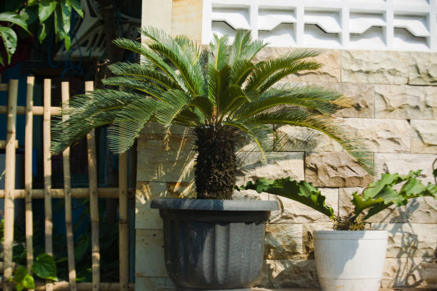 Cycas plant growing in a pot