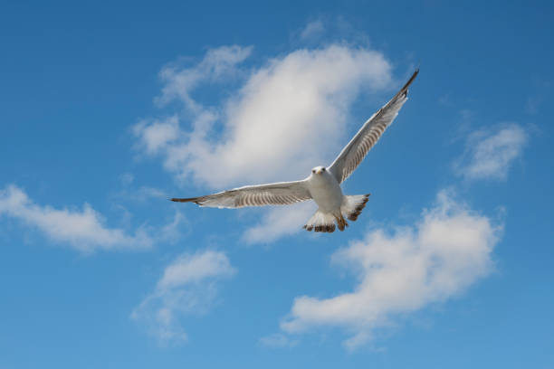 istock Seagull flying alone in blue sky looking at camera 2168727151