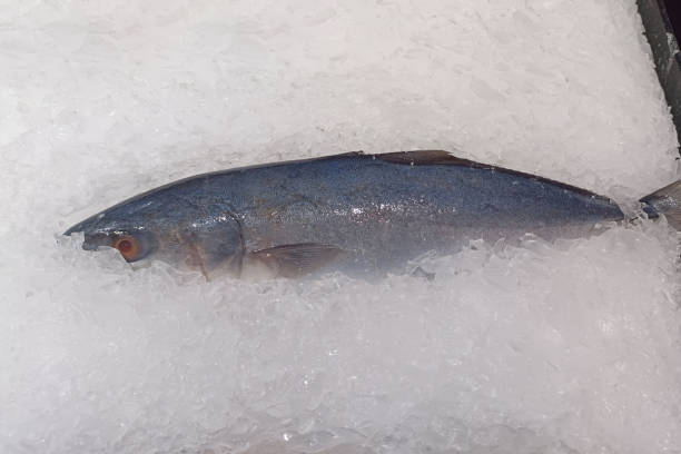 istock side view  fresh fish in ice floor background, animal, fish, cool, ice, copy space 2168728668