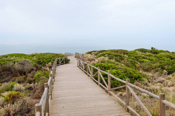 istock A wooden walkway winds through lush coastal vegetation. 2168728815