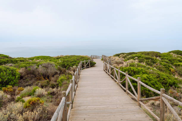 istock A wooden walkway winds through lush coastal vegetation. 2168728816