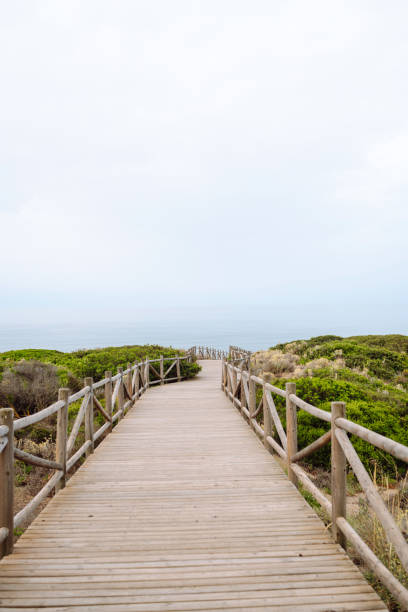 istock A wooden walkway winds through lush coastal vegetation. 2168728831
