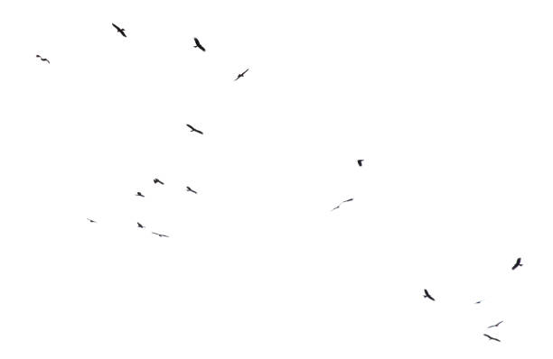 istock A flock of birds in flight isolated on a white background 2168729834