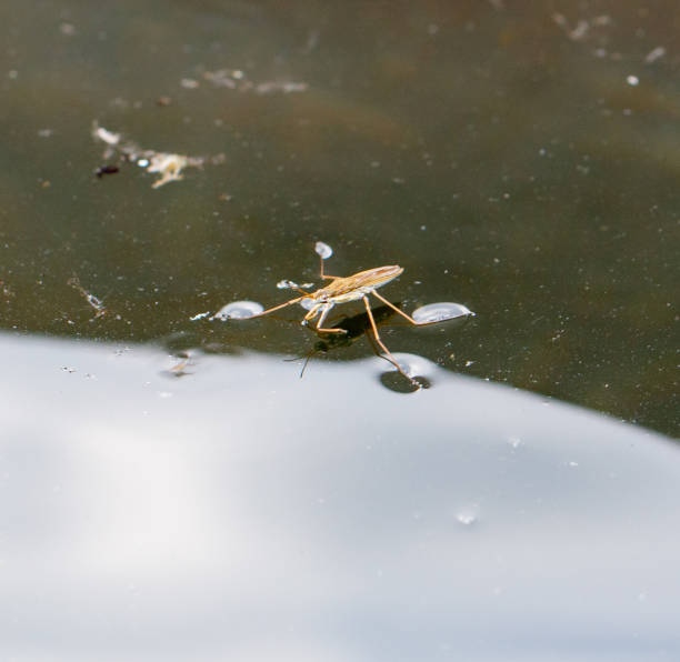 Water strider insect on the surface of the water. Macro.