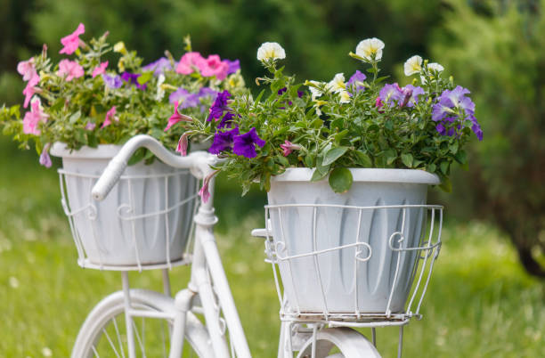 istock Flowers in pots on a bicycle in the park 2168730495