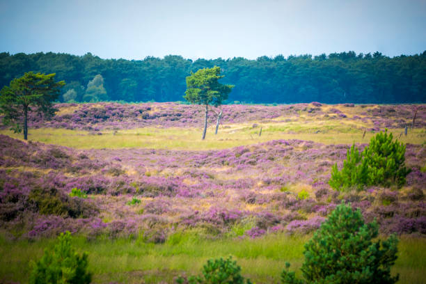 Landscape view on Kalmthout Heath with blooming purple Heather