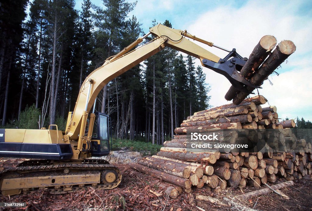 Front Load Logs Front End Loader Stacking Logs On A Forestry Coupe Stock Photo ...