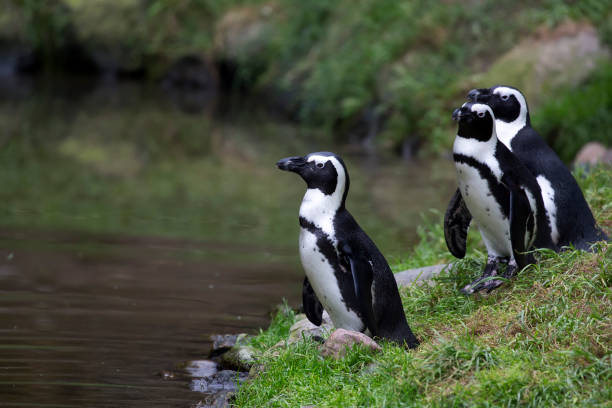 istock Penguins near the water 2168736870