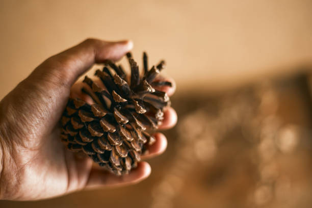 istock Close up pine cones on beige background 2168739177