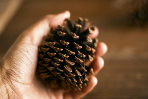 Close up pine cones on beige background, nature concept