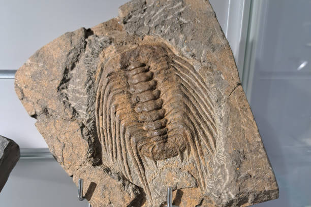 A close-up of a fossilized trilobite embedded in rock, showcasing intricate details and textures.