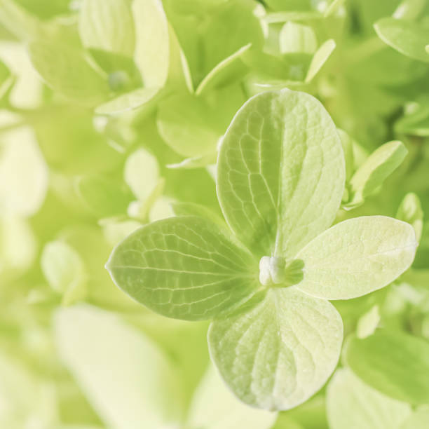 Background of white green petals of Hydrangea or Hydrangea close-up. Soft focus