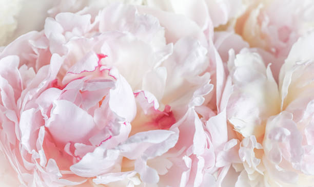 istock White pink peony petals. Soft focus. Abstract floral background for holiday design 2168746434