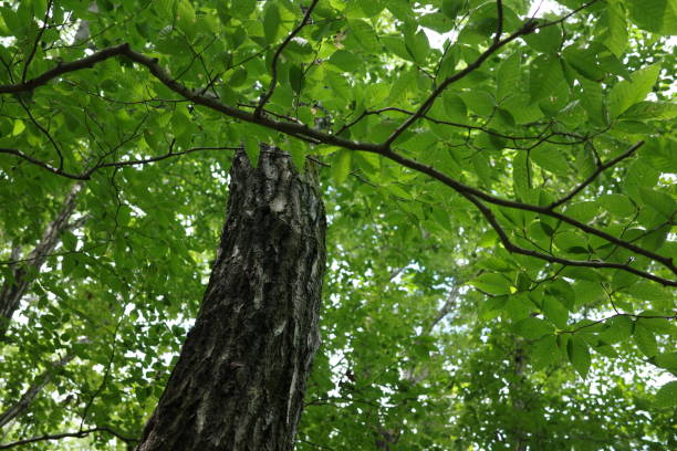istock A lush green broadleaf forest in the satoyama during midsummer. 2168752035