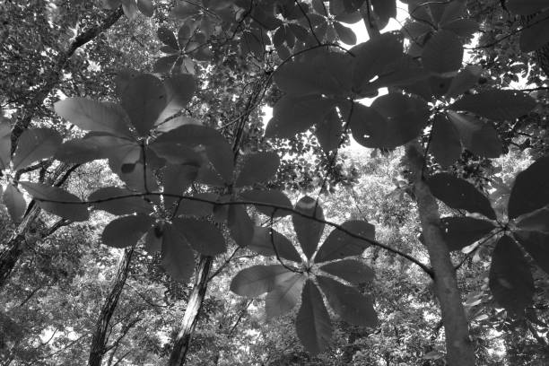 Photographed in a residential area of Izumi Ward, Sendai City, Miyagi Prefecture.