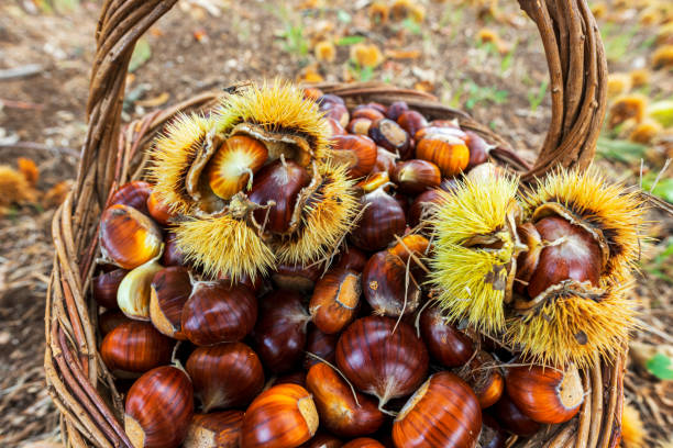 close-up of chestnuts in a straw basket, rome district, italy - castanhas imagens e fotografias de stock