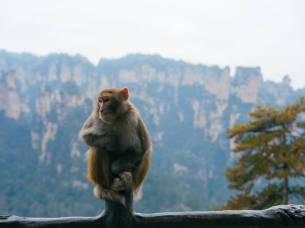 Monkey in Zhangjiajie Forest National Park  in winter