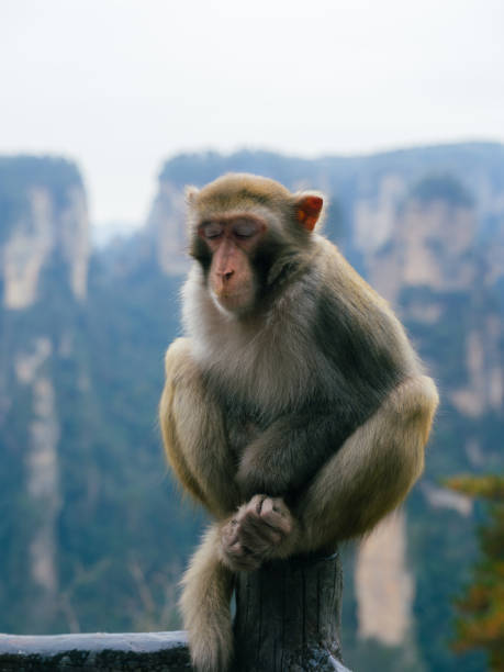 Monkeys at the National Park of Zhangjiajie
