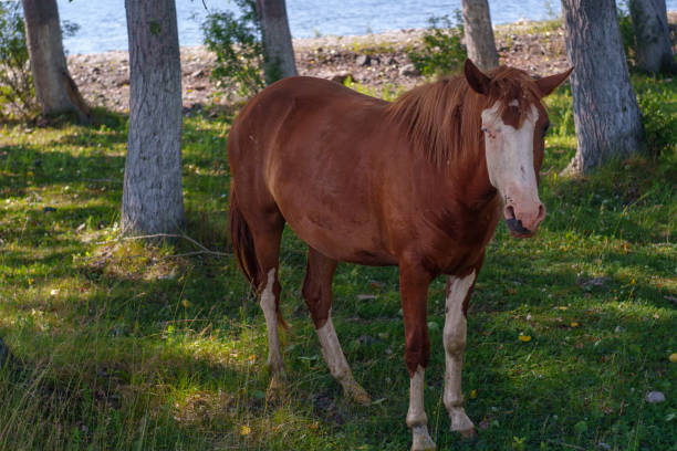 Horses graze among the trees by the sea. High quality photo