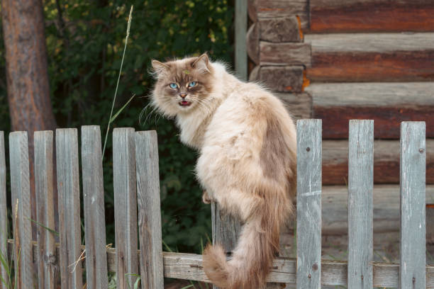 Free Stock Photo of Cat Sitting on Bench in Front of Wooden Fence ...