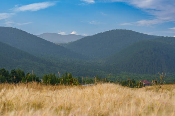 A close-up view of a golden grass field with a backdrop of misty mountains under a clear blue sky, creating a serene and picturesque natural landscape.